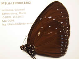 Imagem de Euploea dehaanii Lucas 1853