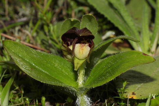 Image de Cypripedium elegans Rchb. fil.