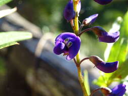 Image of Australian lilac vine