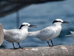 Image of Black-naped Tern