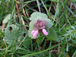 Image of purple archangel