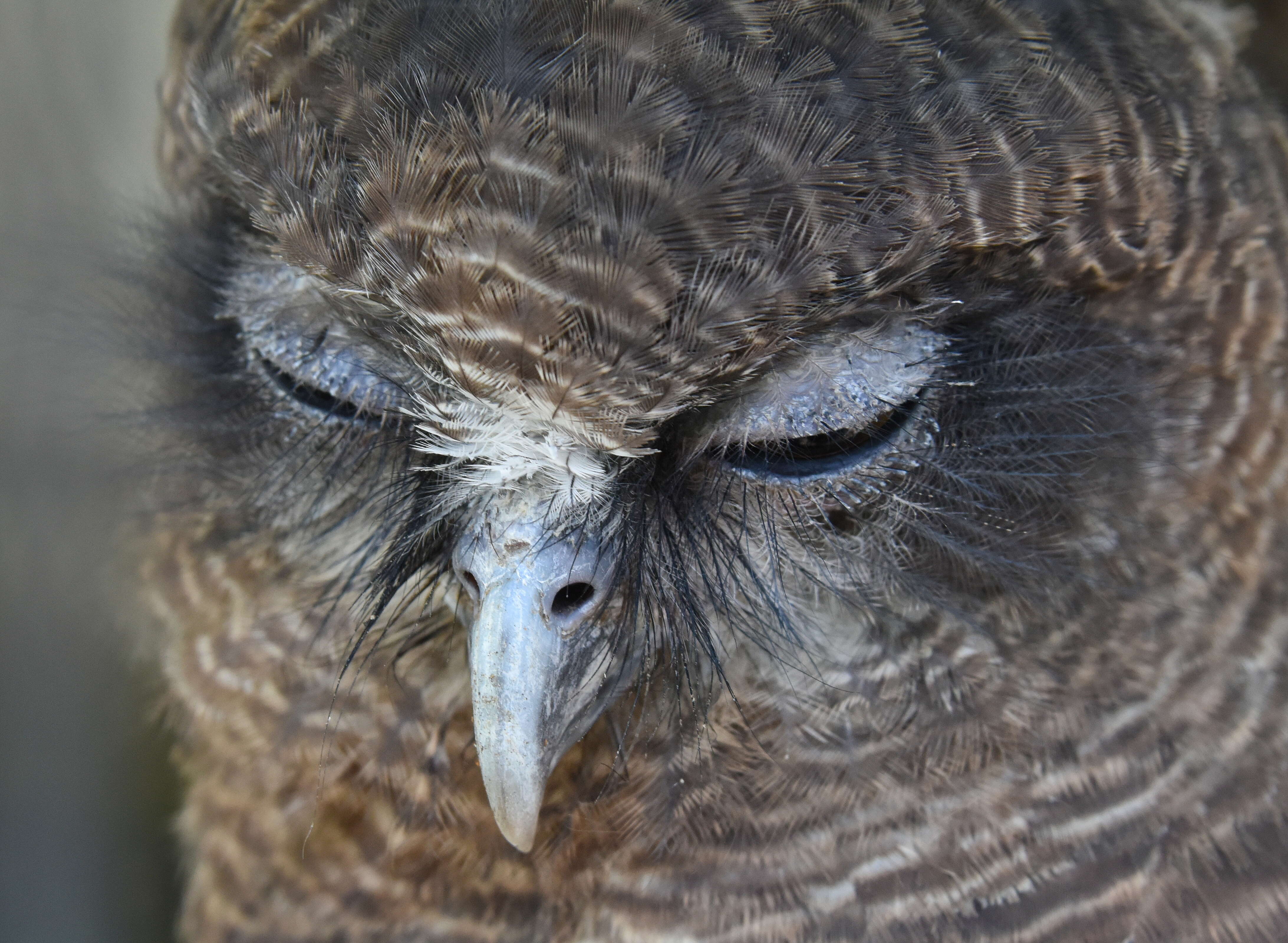 Image of Rufous Boobook