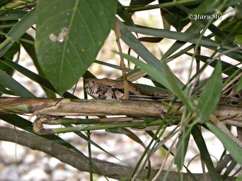 Image of Central American Boa