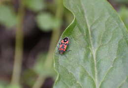 Image of Harlequin bug