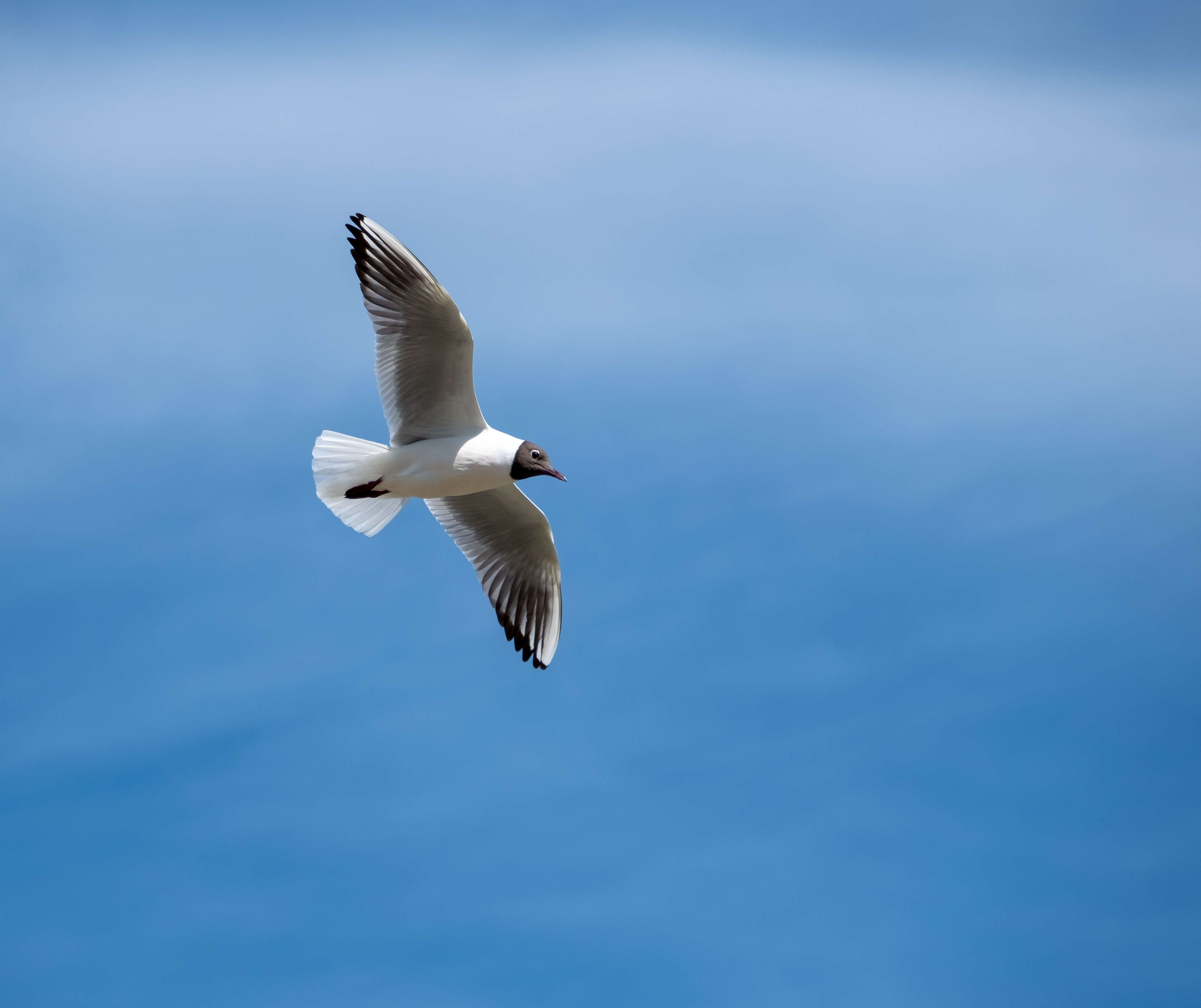 Image of Black-headed Gull