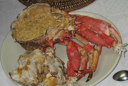 Image of Atlantic spider crab