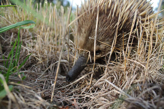 Image of echidnas