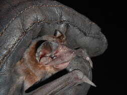 Image of Pallas's Mastiff Bat