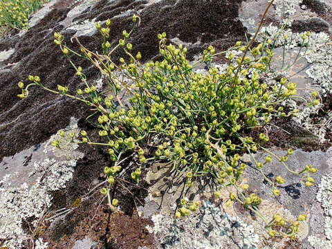 Image of Sea Grape