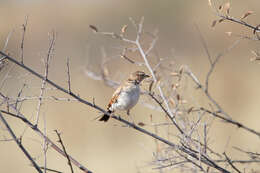 Image of Fawn-colored Lark