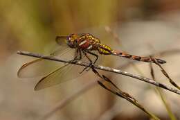 Image of Elusive Skimmer