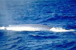 Image of Pygmy Blue Whale