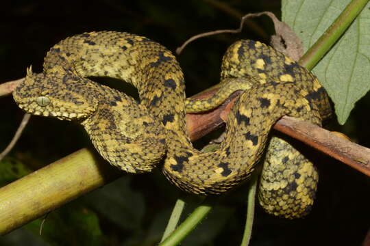 Image of Usambara Eyelash Viper