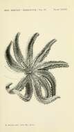 Image of Coscinasterias Verrill 1867