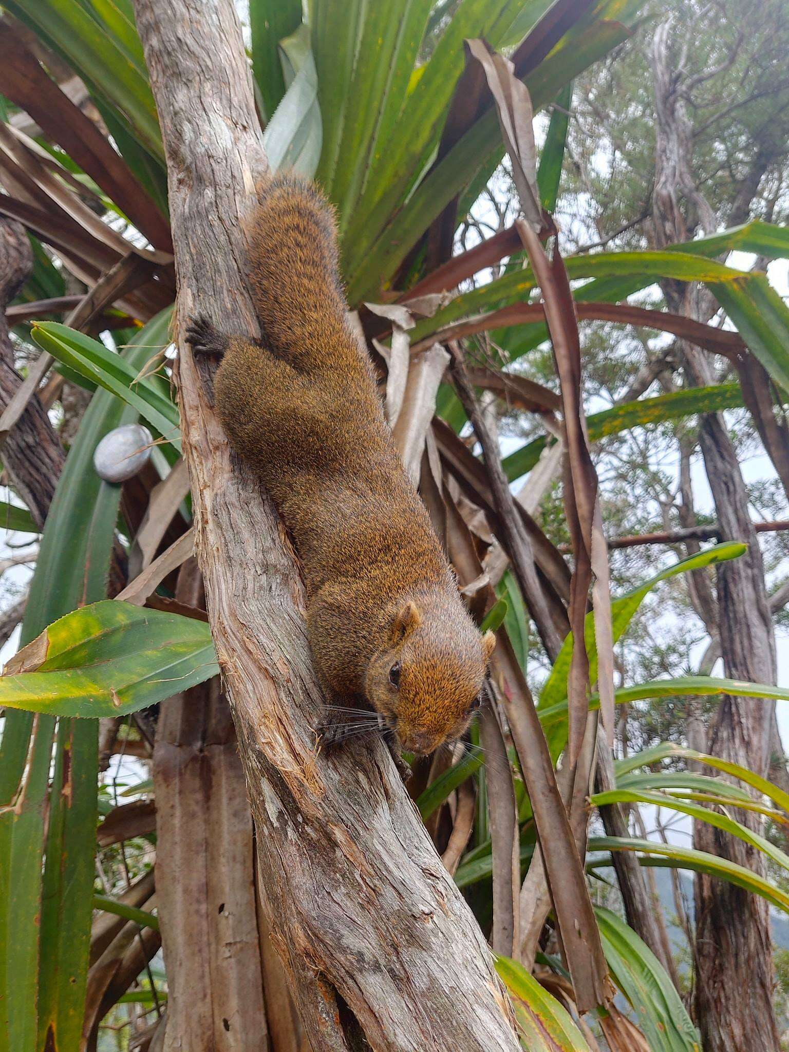 Image de Callosciurus caniceps (Gray 1842)