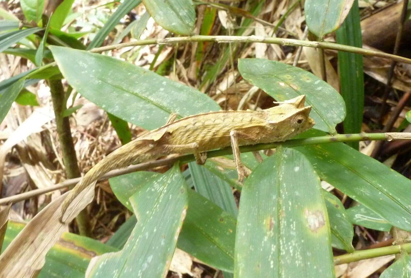 Brookesia griveaudi Brygoo, Blanc & Domergue 1974的圖片