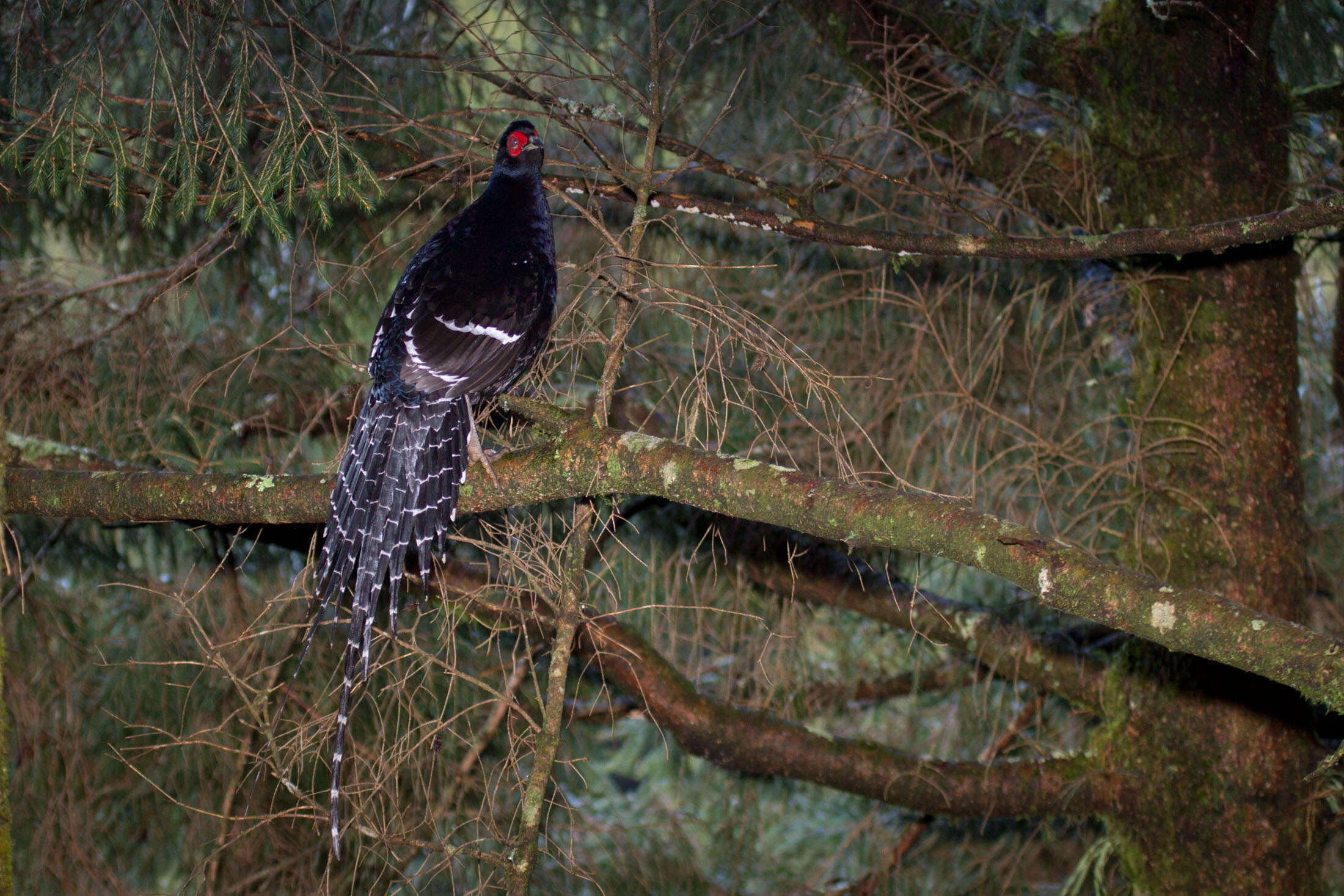 Image of Mikado Pheasant