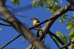 Imagem de Setophaga caerulescens (Gmelin & JF 1789)