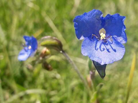 Слика од Commelina tuberosa L.