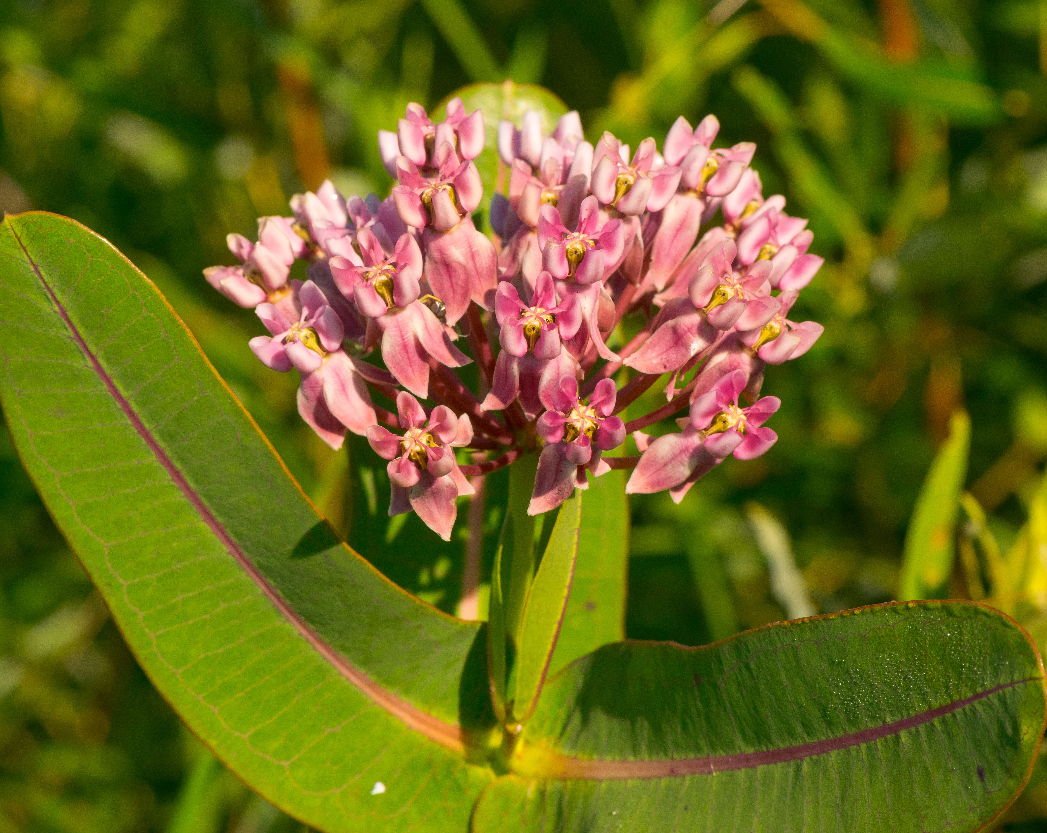 Image of prairie milkweed