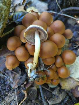 Image de Psathyrelle hydrophile