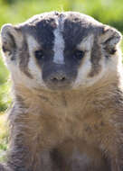 Image of badger