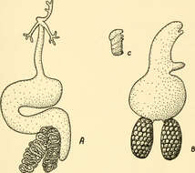 Plancia ëd Lernaeopodidae Milne Edwards 1840