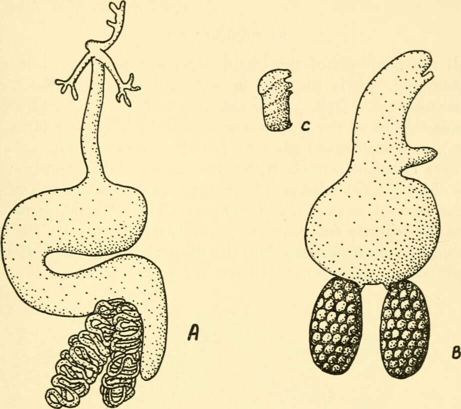 Sivun Lernaeopodidae Milne Edwards 1840 kuva