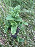 Слика од Teucrium scorodonia L.