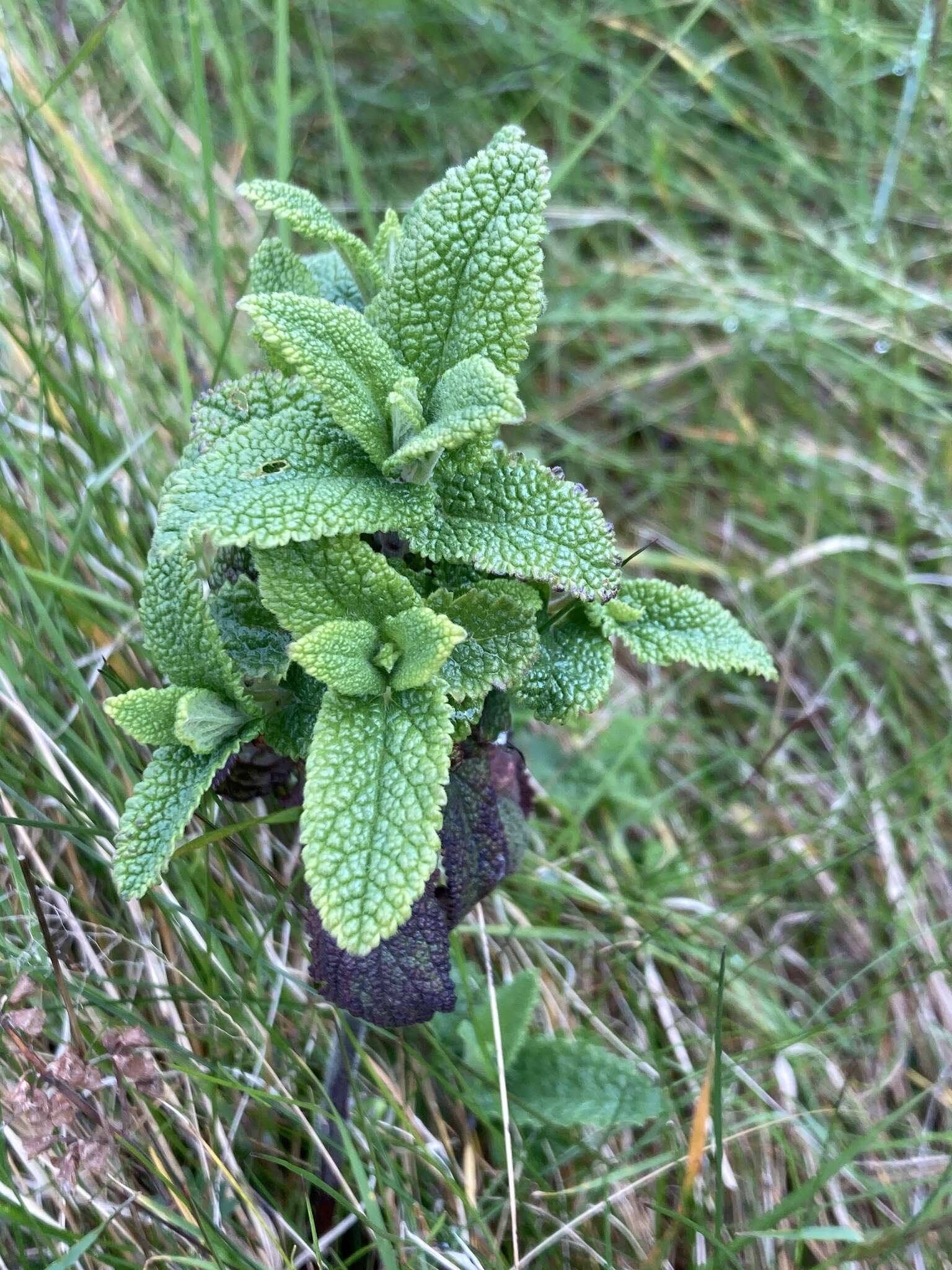 Слика од Teucrium scorodonia L.