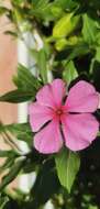 Image of Madagascar periwinkle