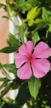 Image of Madagascar periwinkle