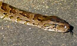 Image de Python natalensis A. Smith 1840