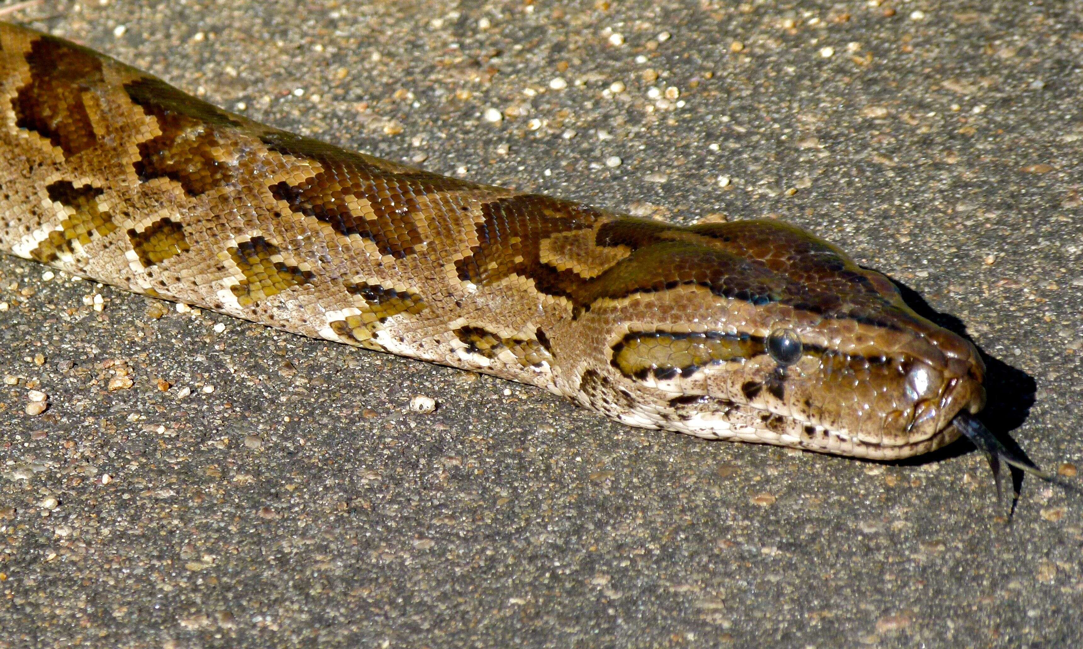 Image de Python natalensis A. Smith 1840