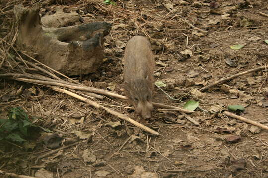 Image of pygmy hog