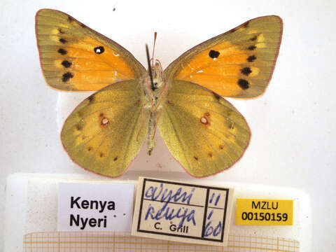 Image of Colias electo (Linnaeus 1763)