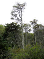 Image of Atlantic White Cedar