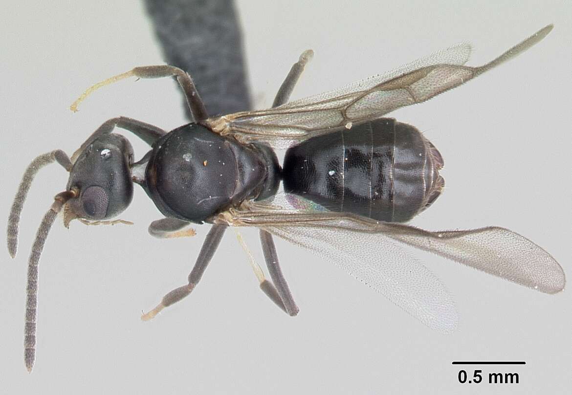 Image of Ant