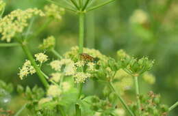 Image of Scathophaga stercoraria (Linnaeus 1758)