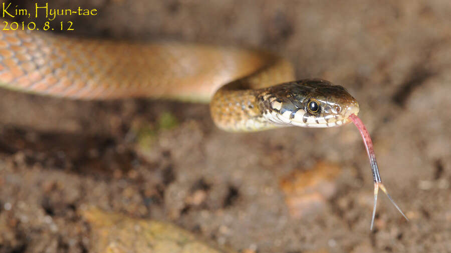 Image of Japanese Keelback