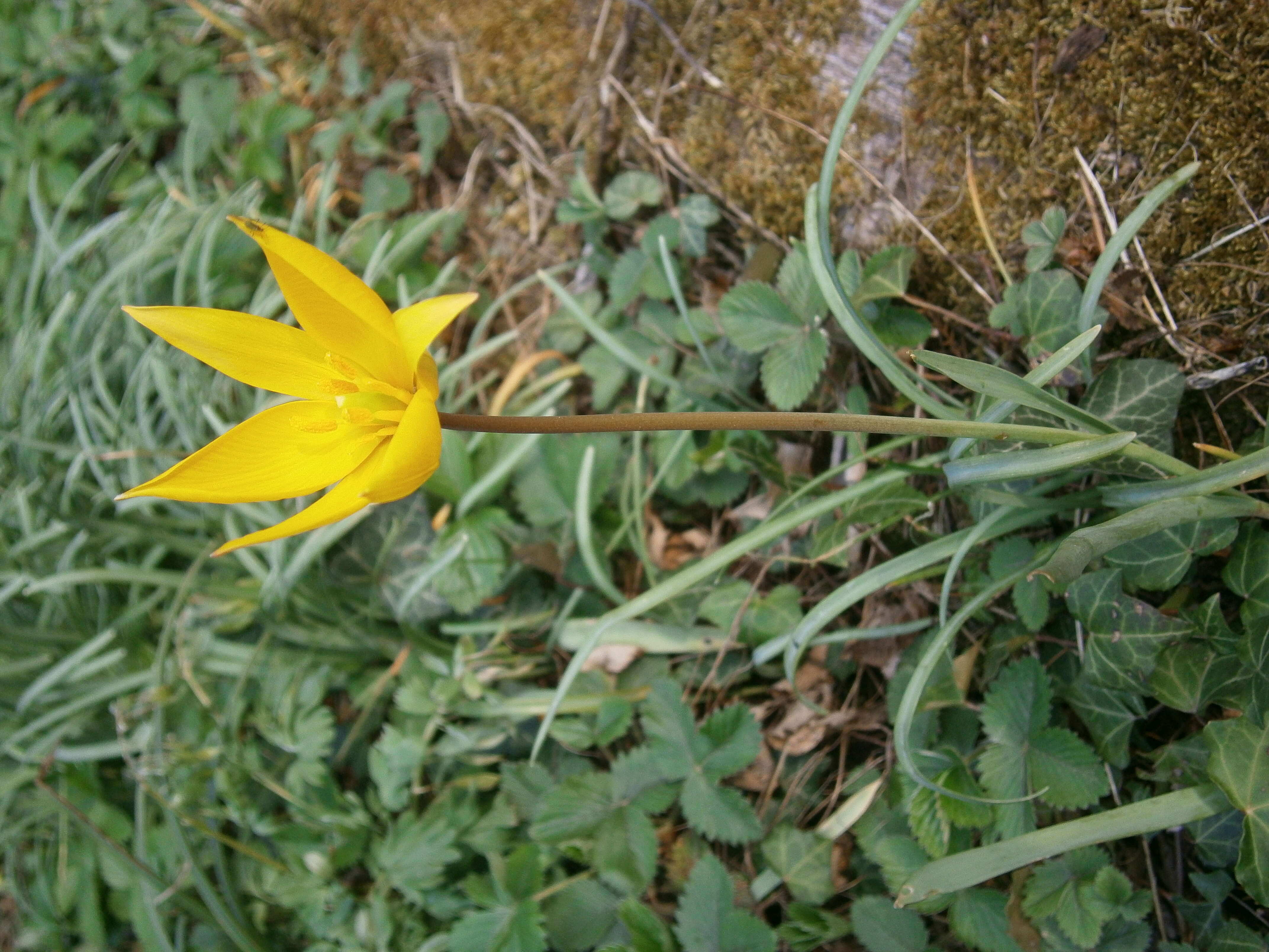 Image of Wild tulip