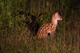 Image of Blotched Genet