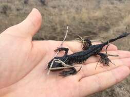 Image of Barred Tiger Salamander