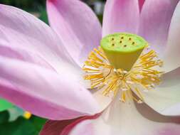 Image of sacred lotus