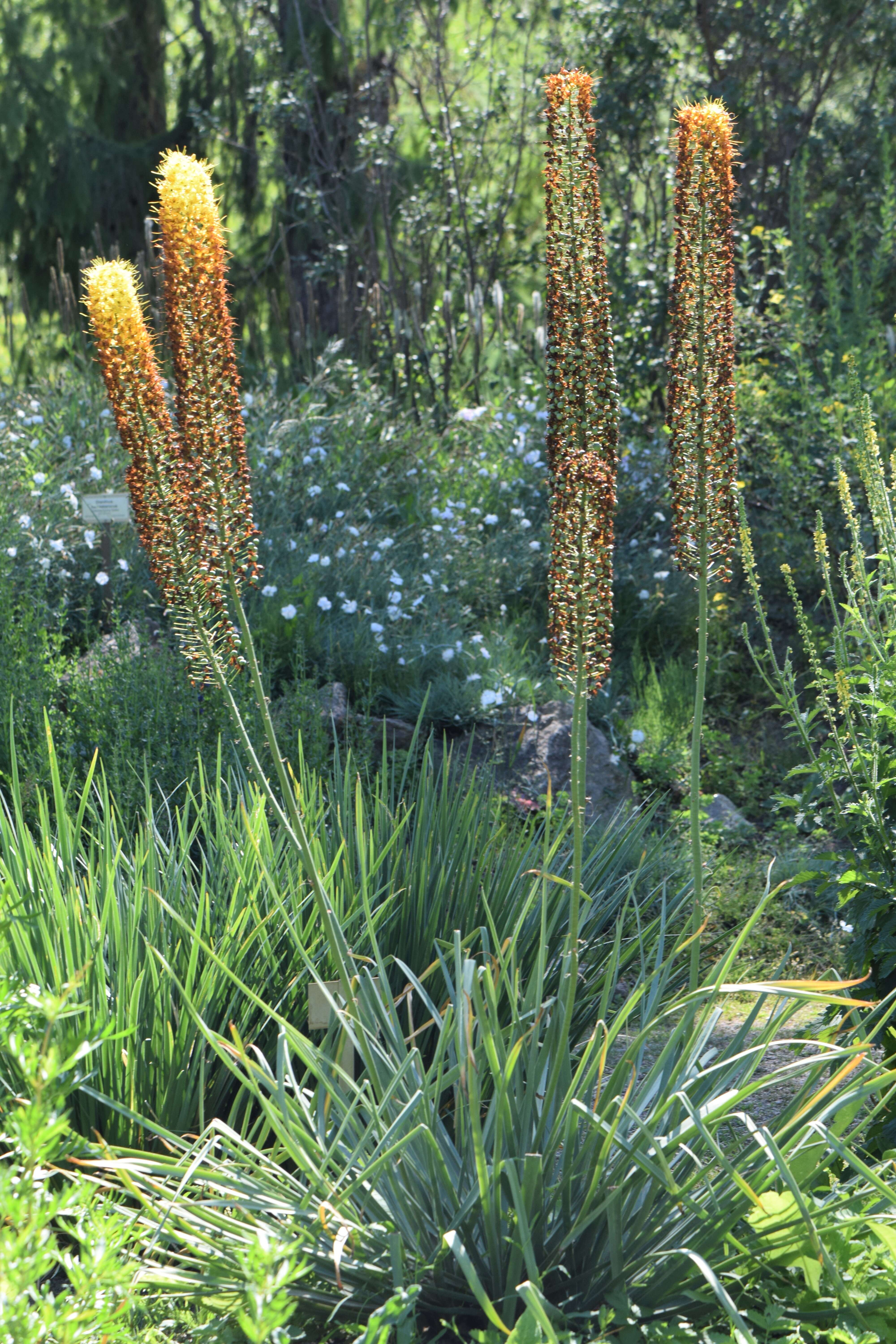 Plancia ëd Eremurus stenophyllus (Boiss. & Buhse) Baker