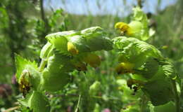 Image of European yellow rattle