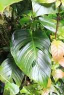 Image of Adanson's monstera