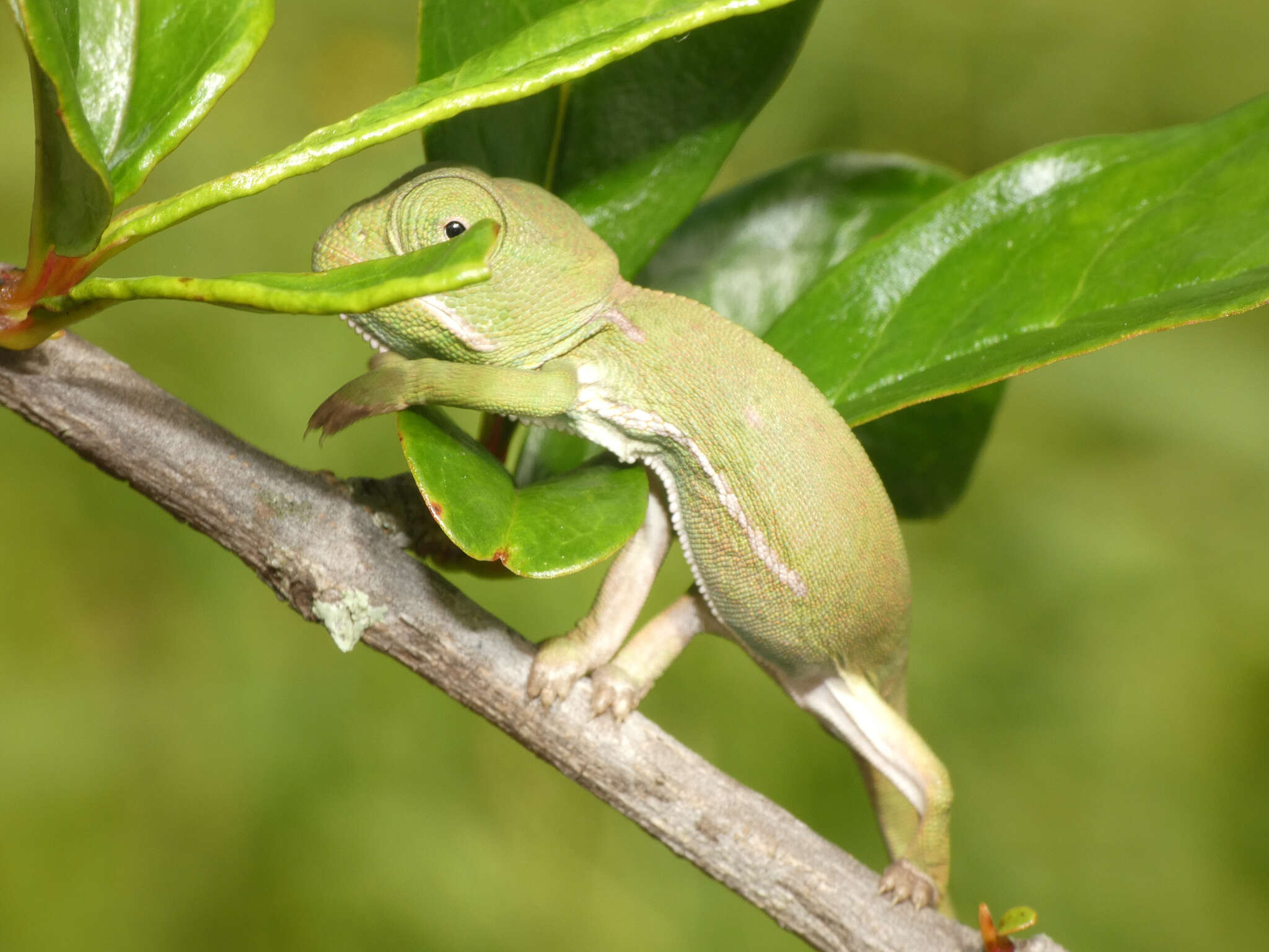 Image of Common African Flap-necked Chameleon