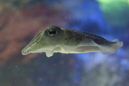 Image of Common Cuttlefish