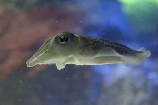 Image of Common Cuttlefish